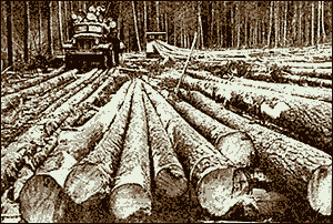 Ясногский леспромхоз. 1970-е годы.