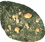 грибы в Ясноге