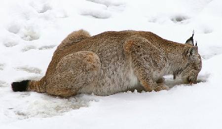  (. Eurasian Lynx)