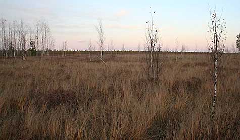 Собинское болото в Корткеросском районе Коми