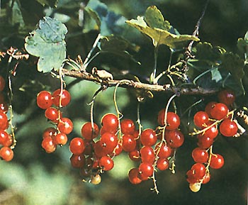 Лесная ягода красная смородина (гoрд сэтoр) фото
