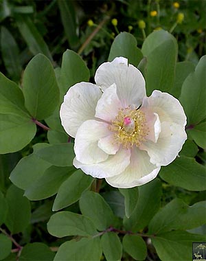   (Paeonia mlokosewitschii)     