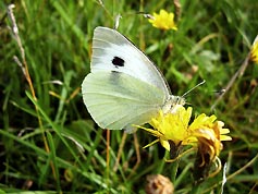Бабочка Белянка капустница питается цветком