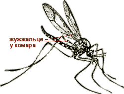 Жужжальце у комара