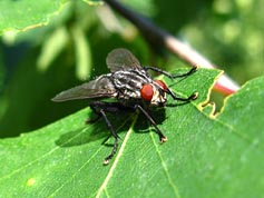Красноглазая муха капустная