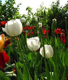 Три белых тюльпана в Гарье